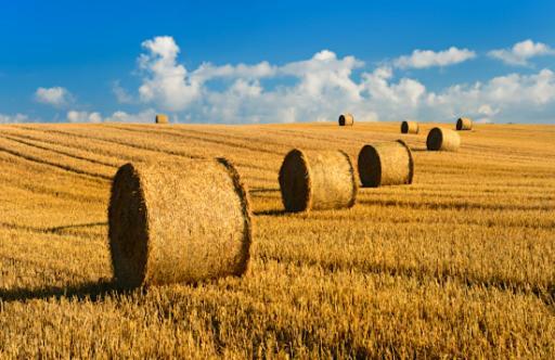 Le Clos Saint Vincent Manneville-ès-Plains Zewnętrze zdjęcie
